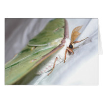Luna Perfection cards by reldin Luna Perfection cards