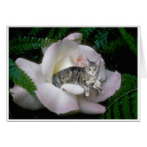 Luna Rose cards by Lauradumm Luna Rose cards