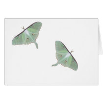 Lunar Moth cards