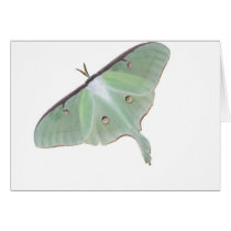 Lunar Moth cards
