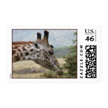 Lunch at the Acacia Tree - Postage
