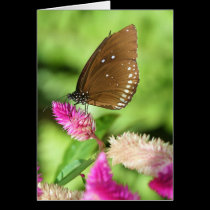 Lunch Time cards