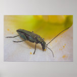 Lunch Time Print