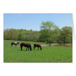 Lunch with Friends three horses Greeting Card