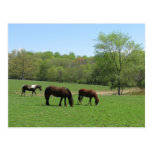 Lunch with Friends three horses Post Cards