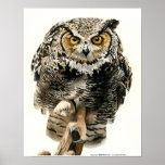 Lunchtime - Great Horned Owl posters