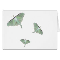 Luner Moth cards