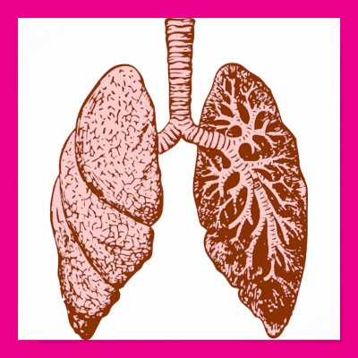 Lungs Poster Zazzle_print Lungs Poster Zazzle_print