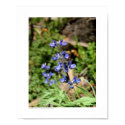 Lupin near Cathedral Lake posters by jonathancamp Lupin near Cathedral Lake posters