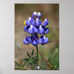 "Lupin Tree" posters