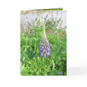 Lupine cards