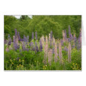 Lupine cards