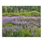 Lupine field, Humbolt coast, California, USA. Poster