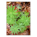 Lupine leaves in spring card