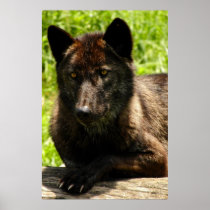 Lupine Portrait posters