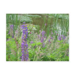 Lupine Post Card
