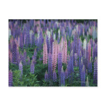Lupine Postcards
