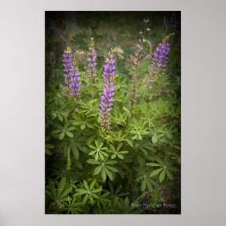 Lupine Poster