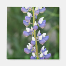 Lupine Square Magnet