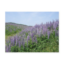 Lupine-Tal postkarten by palmateera Lupine-Tal postkarten