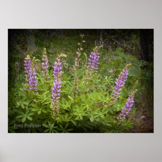 Lupine Wildflower Poster 1 print