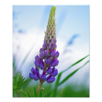 Lupinenwiese