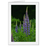 Lupines Greeting Cards