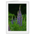 Lupines cards