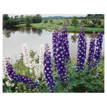 Lupines, downtown Nova Scotia, Canada Full Color Flyer