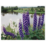 Lupines, downtown Nova Scotia, Canada Full Color Flyer