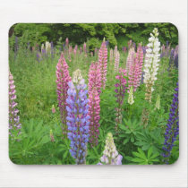 Lupins at Winkworth Arboretum, Surrey mousepads