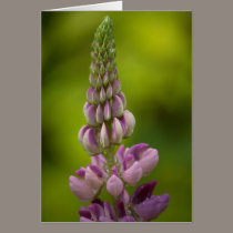 Lupins cards