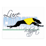 Lure Coursing Whippet Postcards