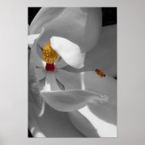 Lure Fine Art Prints