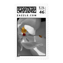 Lure Stamps