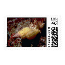 Lurid dwarf triton (Ocenebra lurida) Shell Stamps