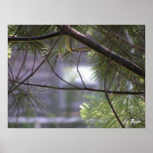 Lurker - Pine Tree Photograph Posters