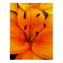 Luscious Apricot Floral Postcard