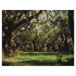 Lush forest, Portugal from the Forest flyers