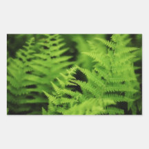 Lush Green Ferns Stickers