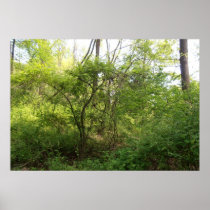 Lush green forest posters