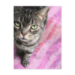 lushy post card