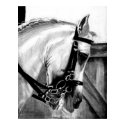 Lusitano Dressage Horse Portrait posters