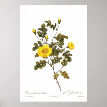 Luteola del eglanteria de Rosa Poster