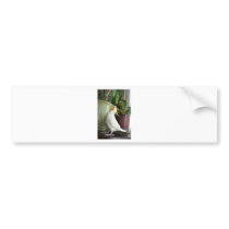 Lutino Cockatiel Bumper Sticker