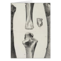 LXXII Mastodon productus Card