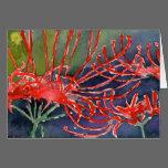 Lycoris 彼岸花 cards