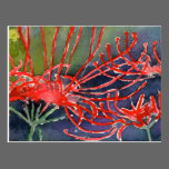 Lycoris 彼岸花 postcards
