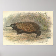 Lydekker - Common Echidna Portfolio Print