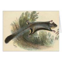 Lydekker - Lesser Flying Phalanger/Possum cards by LisasLair Lydekker - Lesser Flying Phalanger/Possum cards